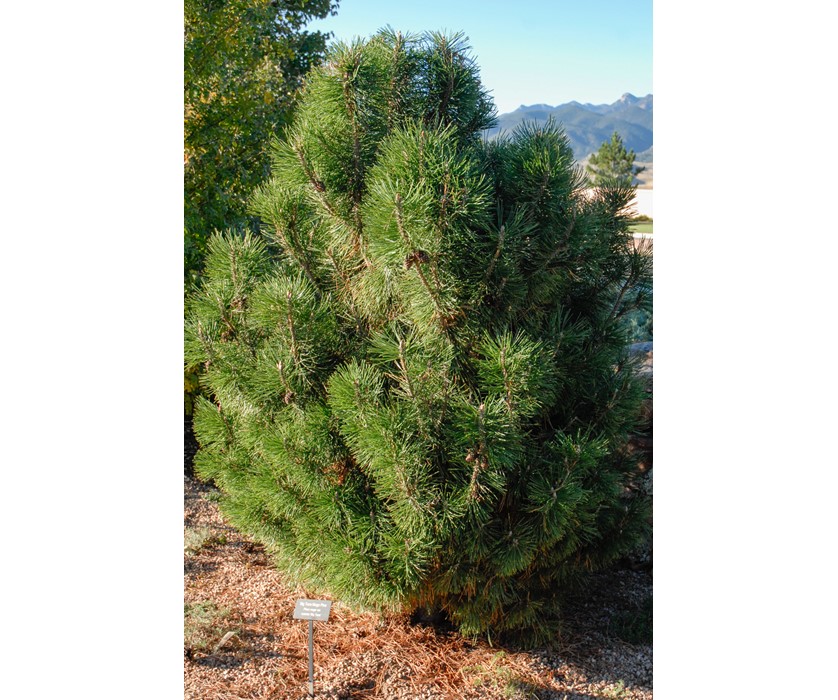 Big Tuna Mugo Pine